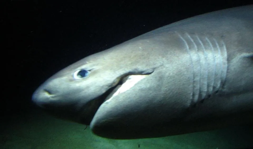 Six gill shark - side profile