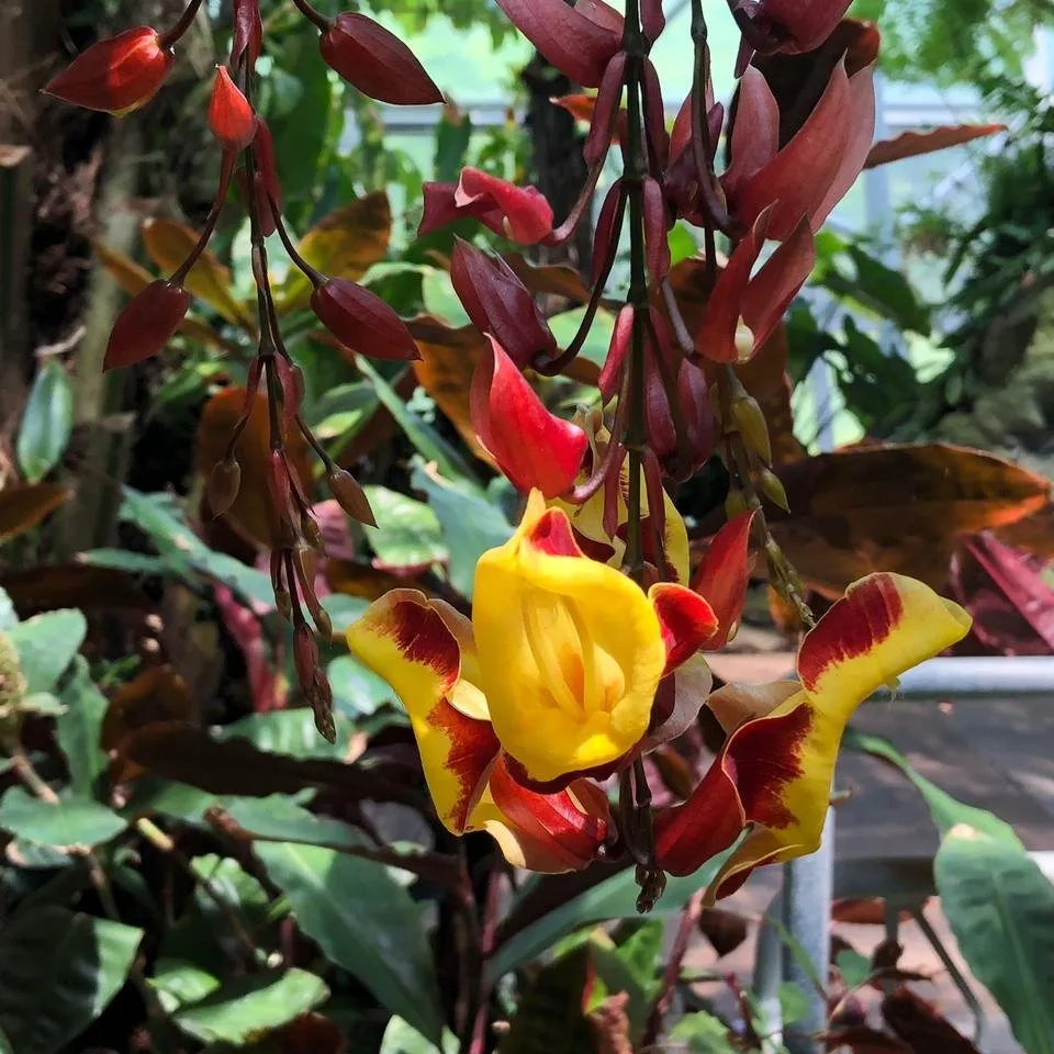Orchid1.jpg
