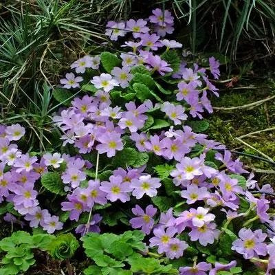 Primula-vulgaris-sibthorpii-21.jpg