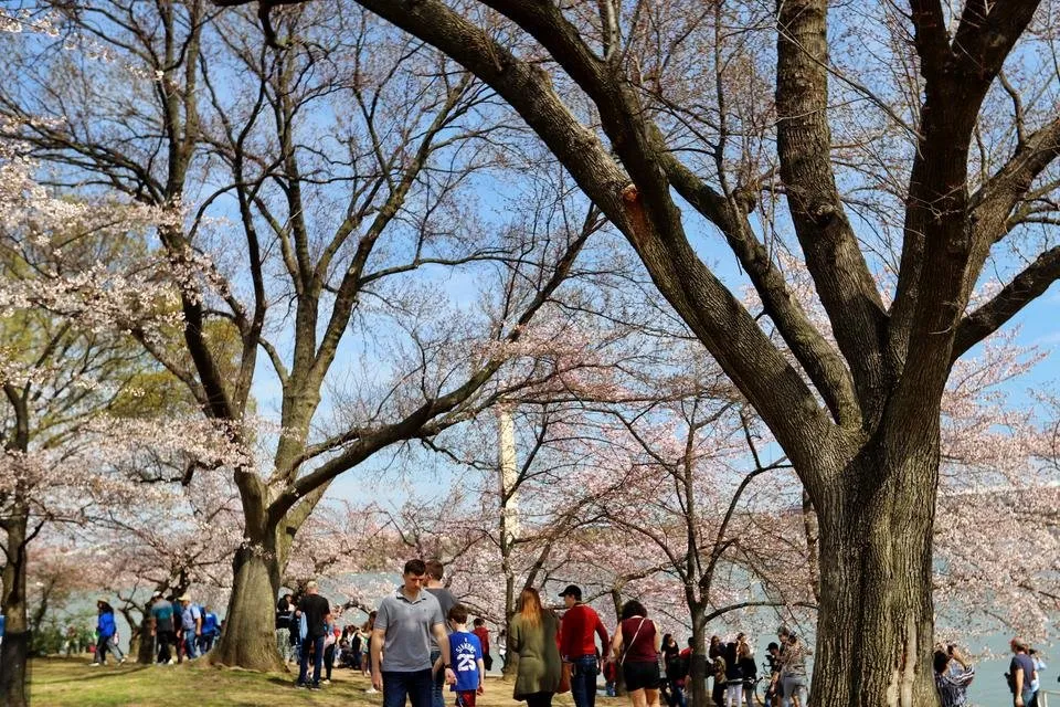 Cherry Blossoms 7.JPG
