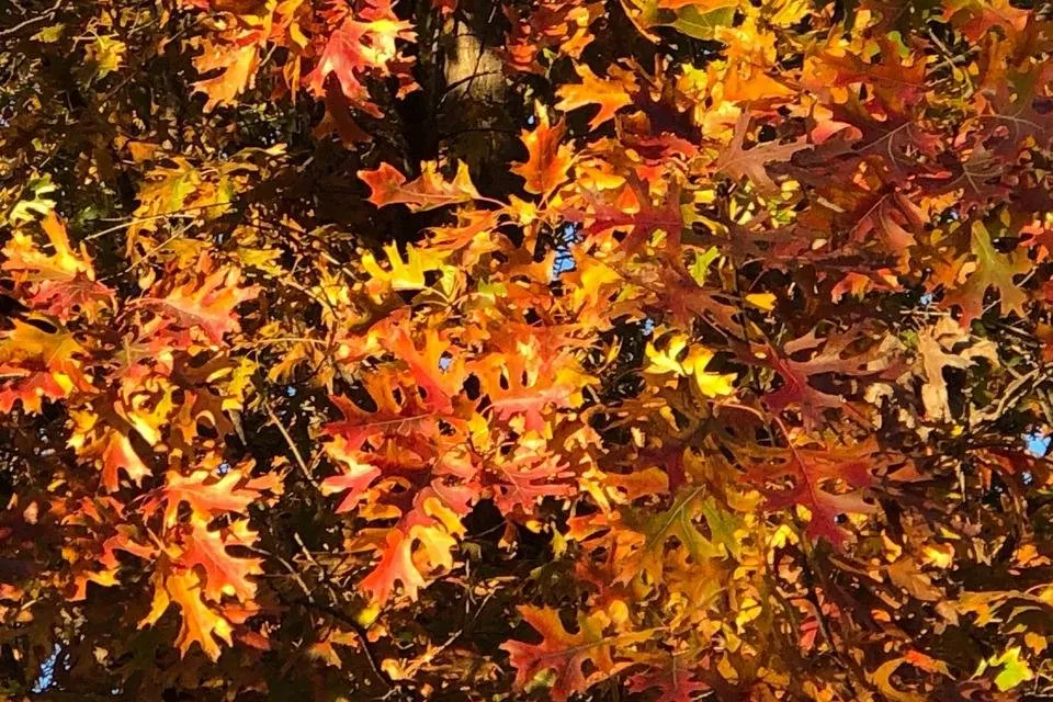 YellowLeaves2.jpg