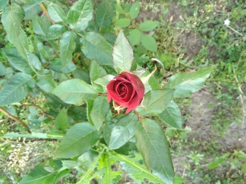 IMG_20180527_081703.jpg