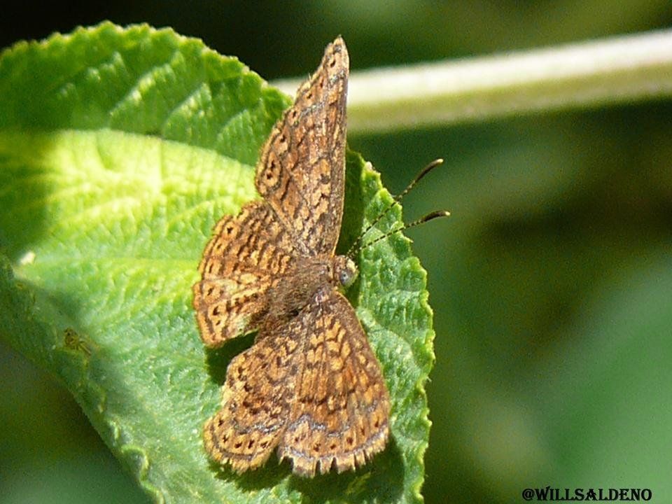 mariposa 5.jpg