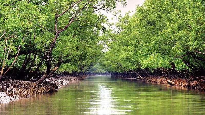 Sundarban91.jpg