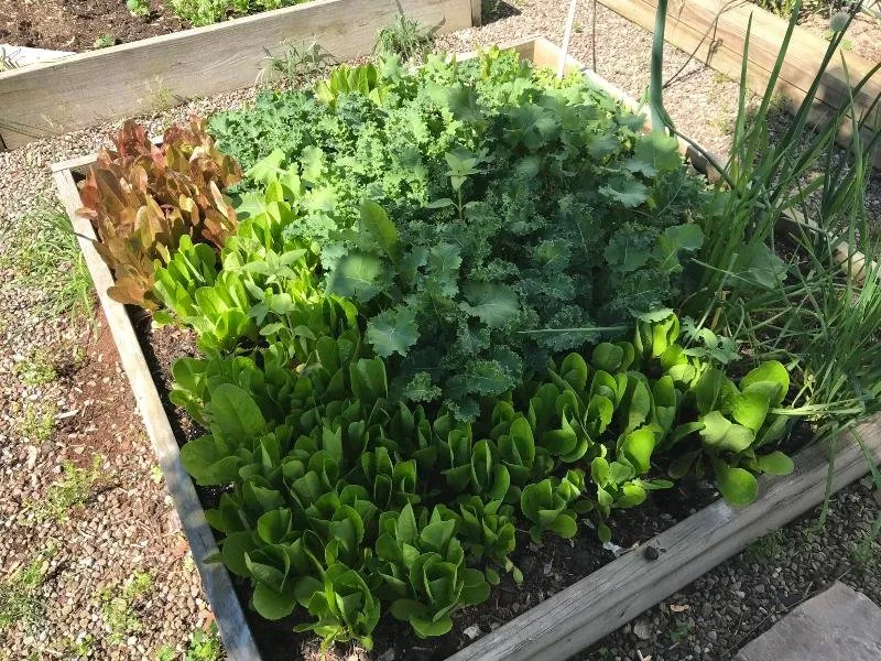 a lettuce 1(1).jpg