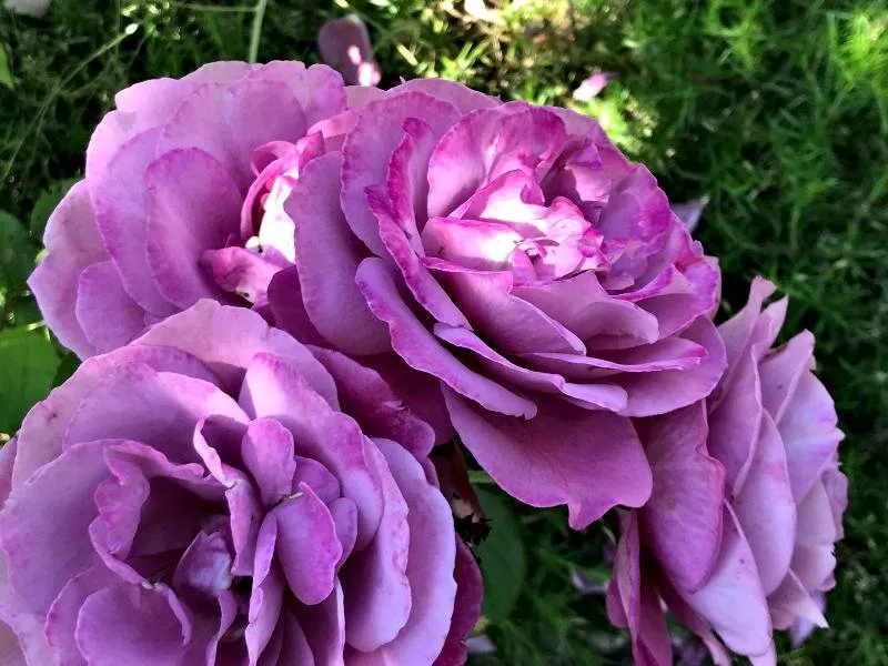 a rose.jpg