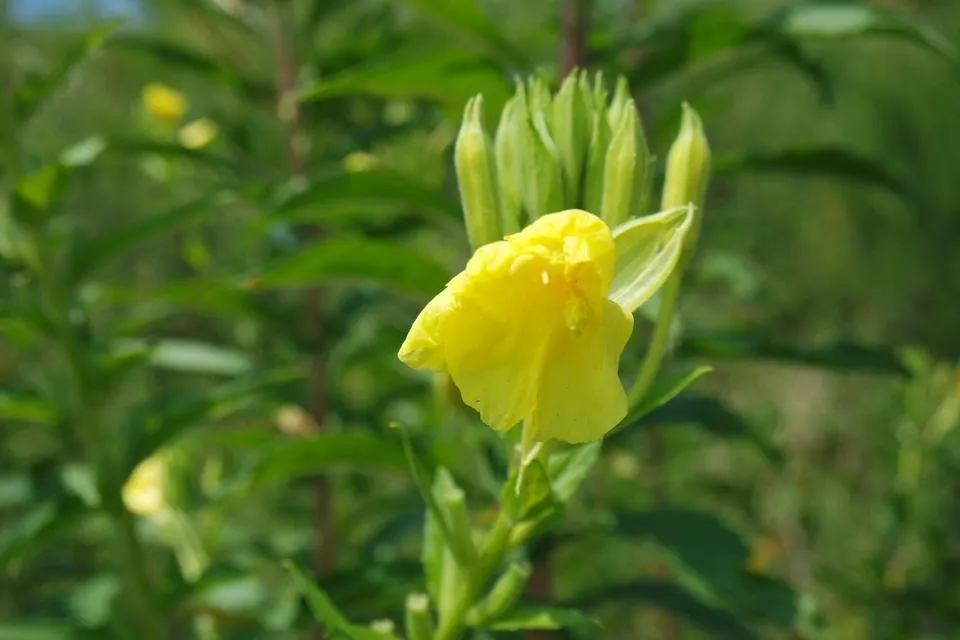 달맞이꽃 (2).JPG