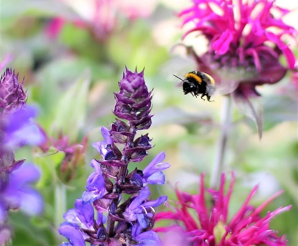 busy bee buzzing.jpg