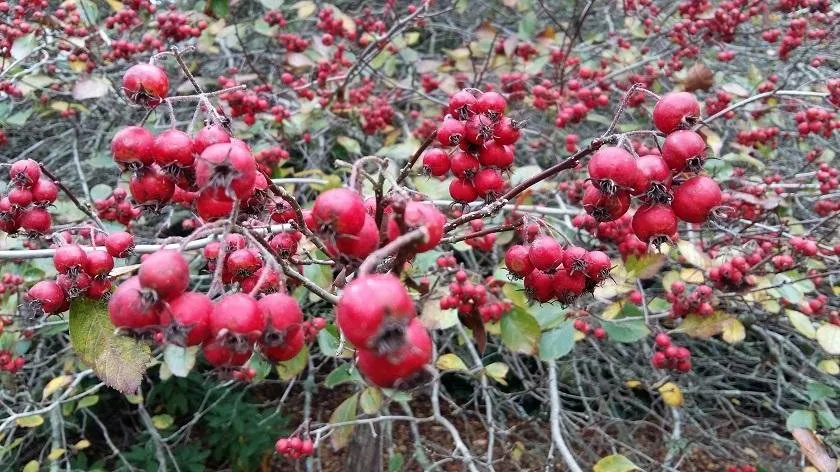 red berries.jpg