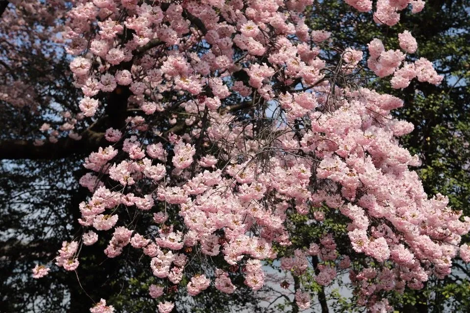 Cherry Blossom 8.JPG