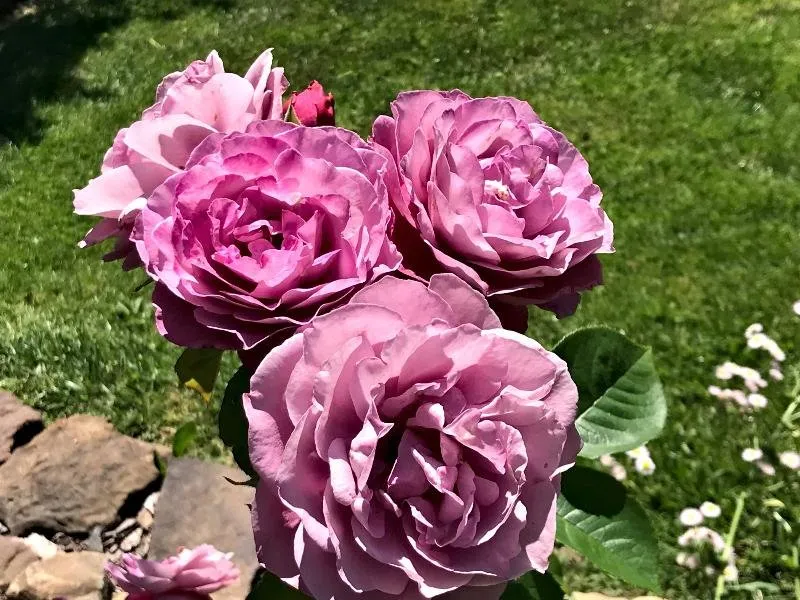 a rose 1.jpg