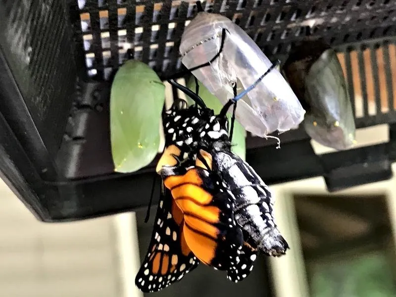 a chrysalis 4.jpg