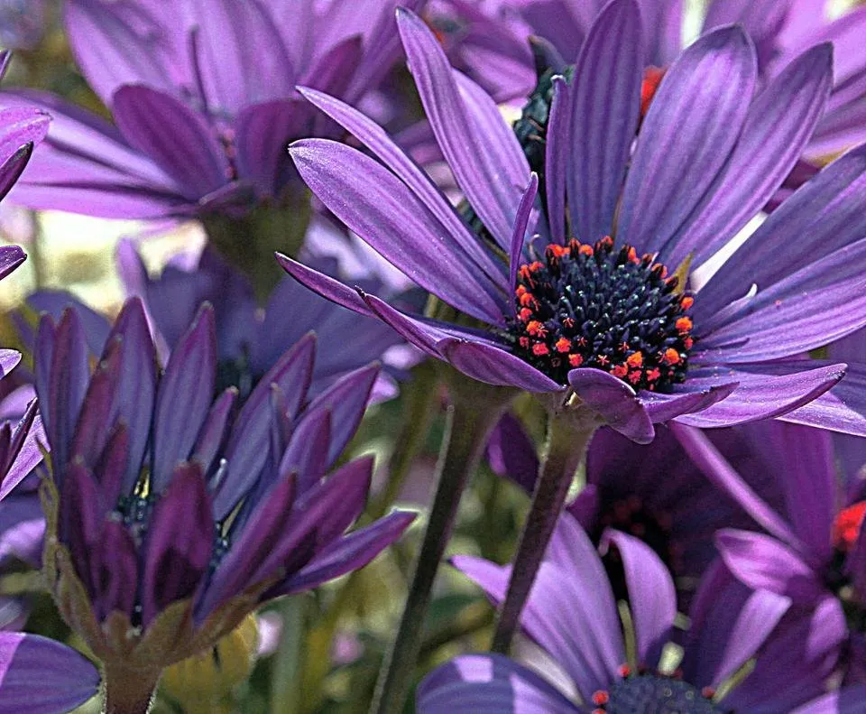 #1flower.jpg