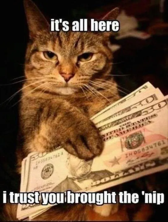 funny-cat-memes-humor-1.jpg