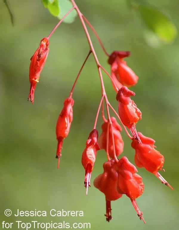 Caesalpinia-cassiodes.jpg