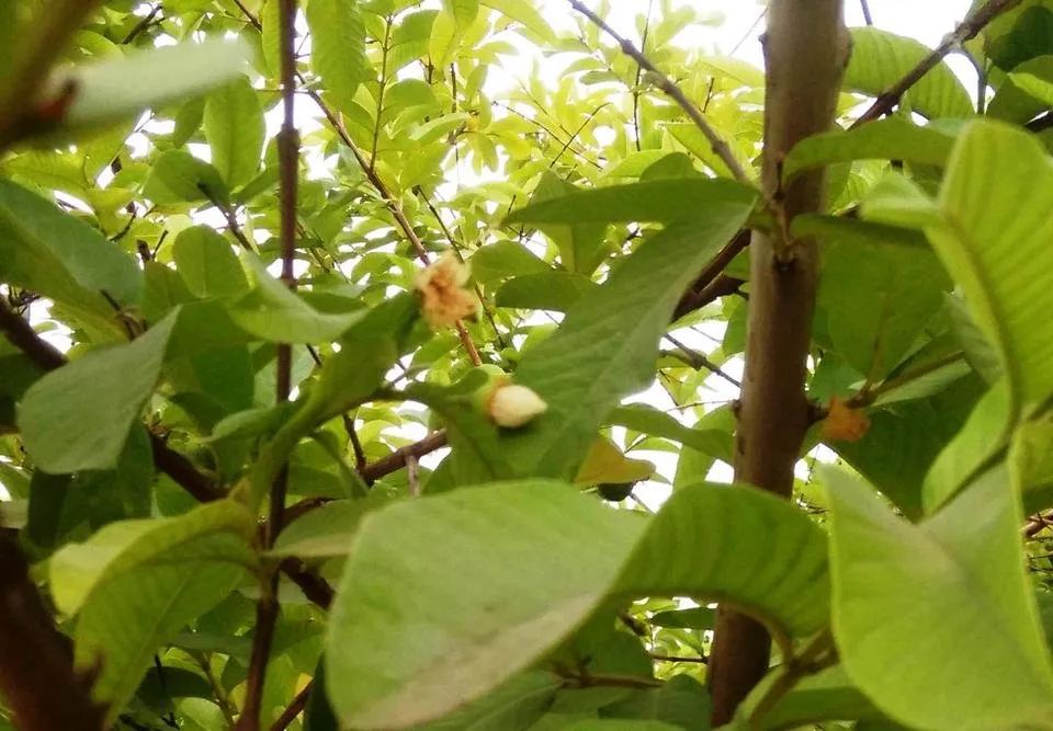Green04.jpg