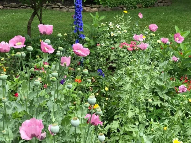 a flower garden b.jpg