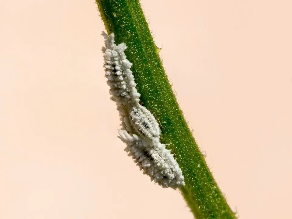 Mealybugs_of_flower_stem,_Yogyakarta,_2014-10-31.jpg