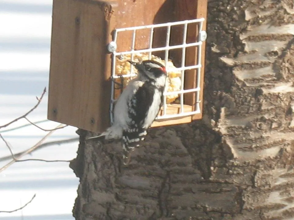 IMG_0061.jpg