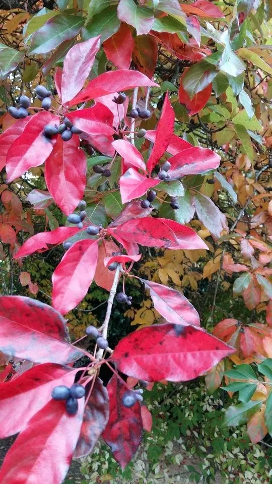 black berries red leaves.jpg