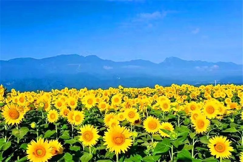 太阳花.jpg