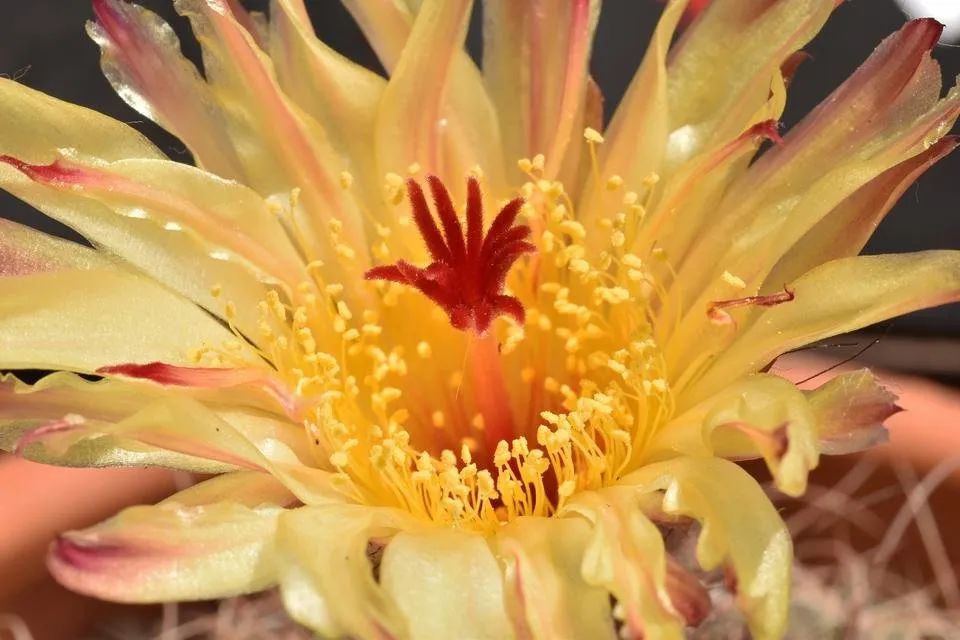Parodia scopa notocactus cactus flower 3.jpg