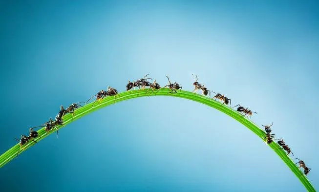 AntsNaturalRemedies.jpg.653x0_q80_crop-smart.jpg
