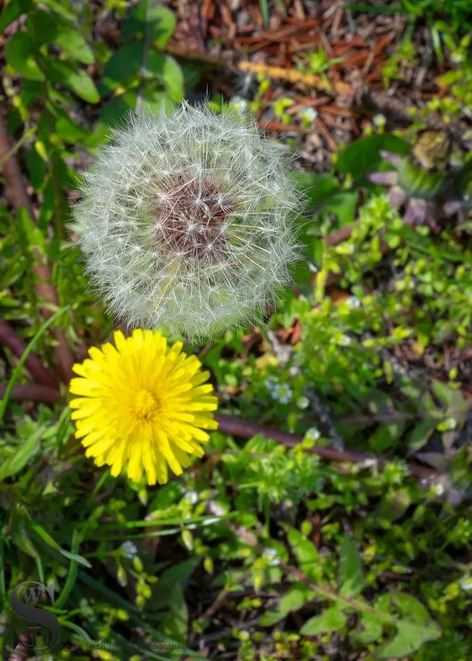 1 dandelions-4.jpg