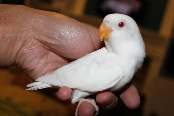 albino fischer.jpg