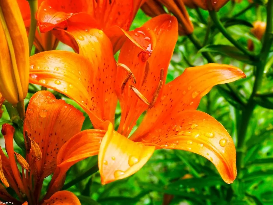 royal lily orange 1.jpg