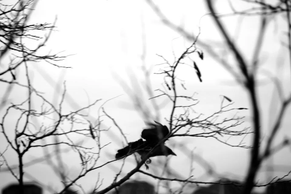 Crow Takeoff.jpg