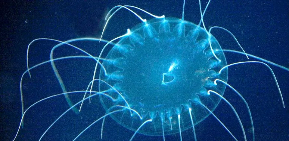 Bioluminescent dinnerplate jellyfish