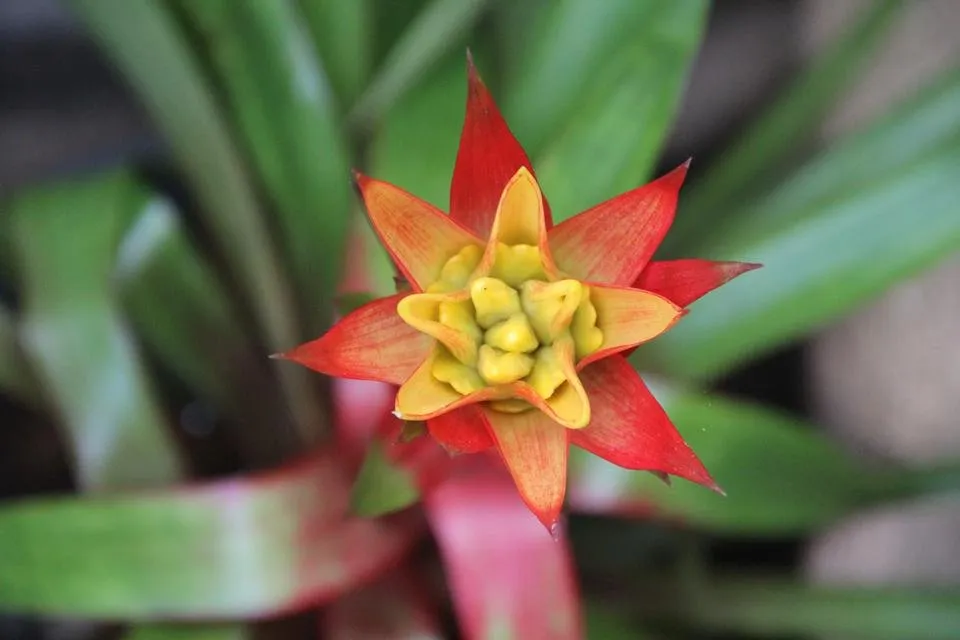 plante