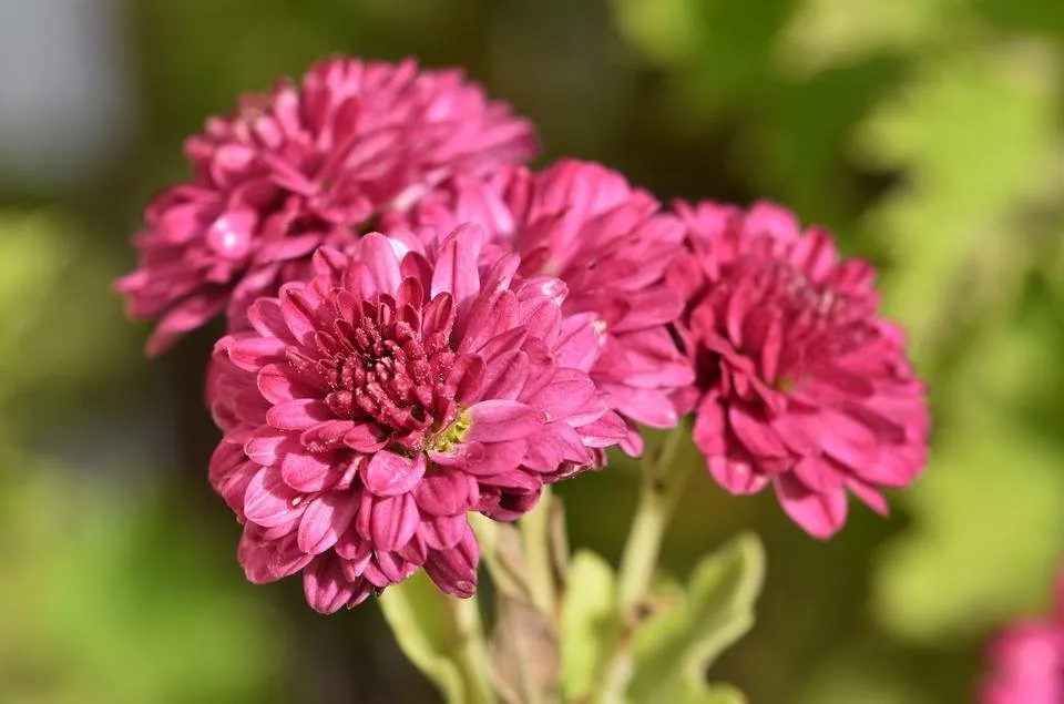 Chrysanthemym purple small 1.jpg