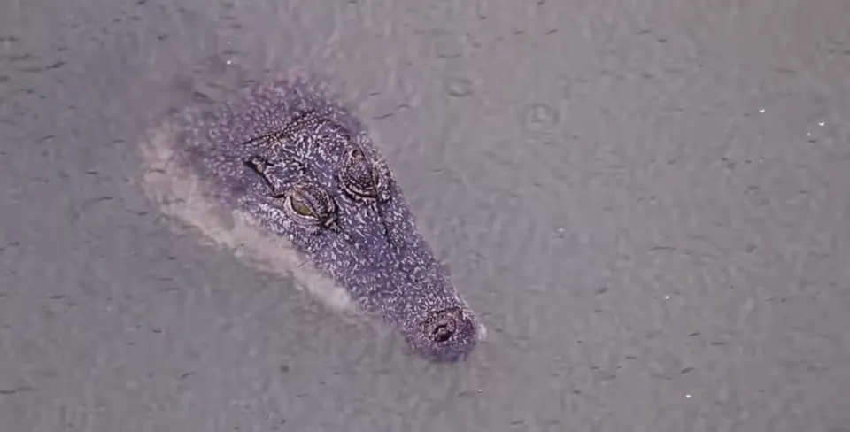 gigantic busy crocodile.png