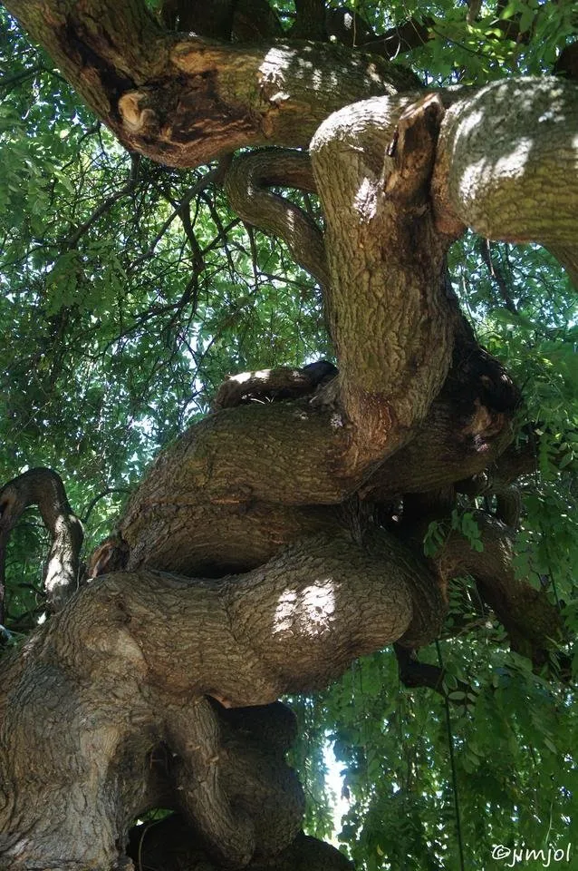 DSC04846 Sophora du Japon.jpg