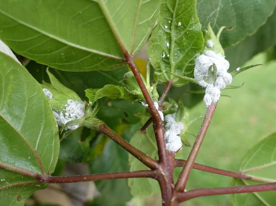 mealybug.jpg