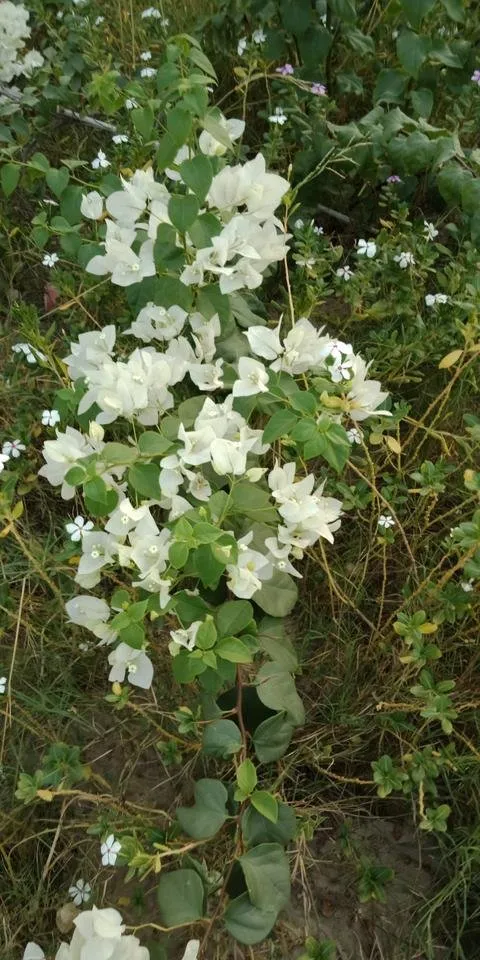 IMG20180907174658.jpg