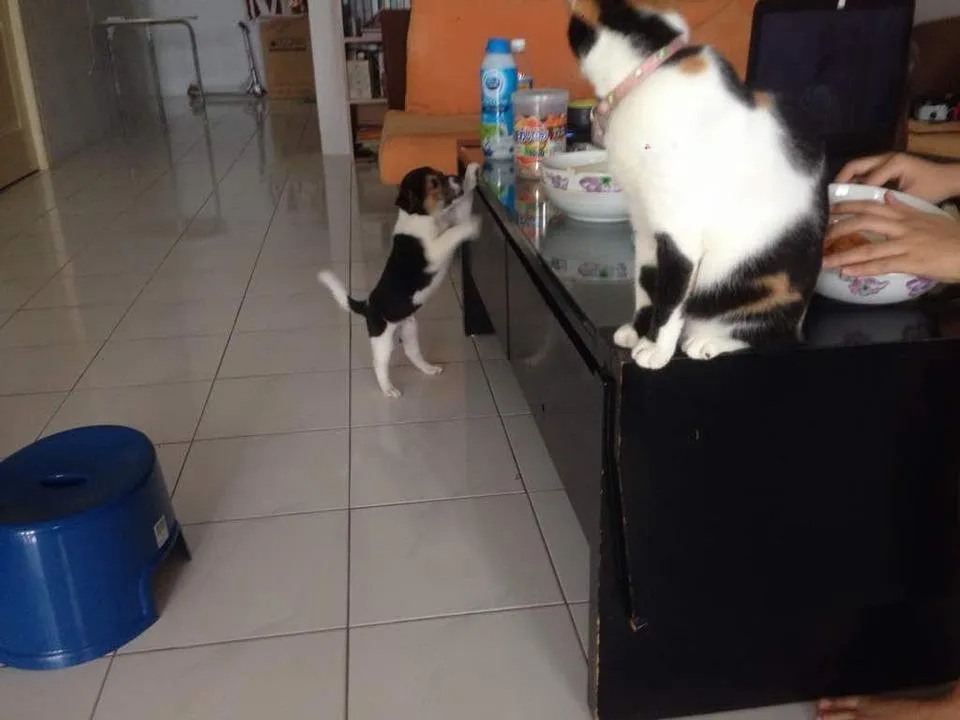 WhatsApp Image 2018-08-01 at 15.51.19.jpeg