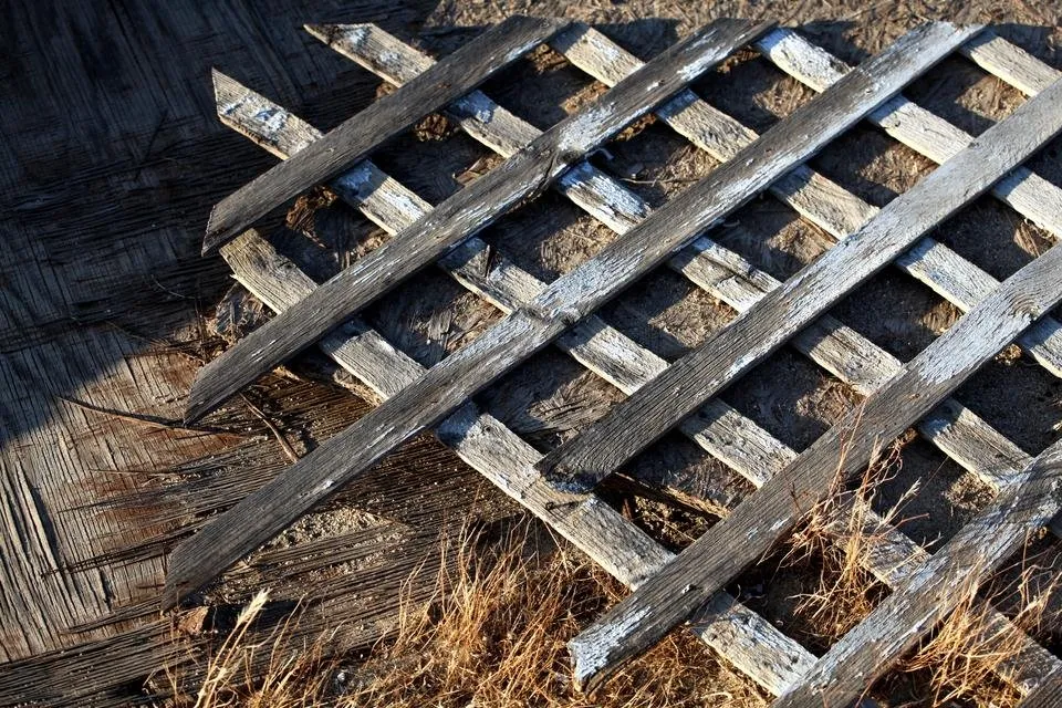 lost trellis.jpg