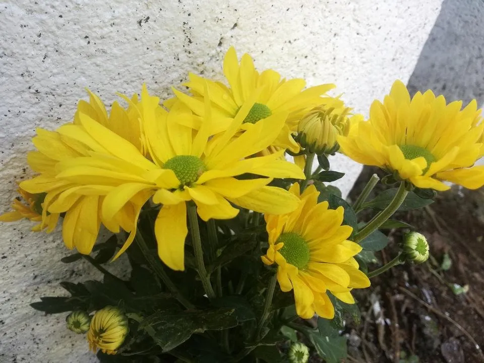 IMG_20181101_122141.jpg