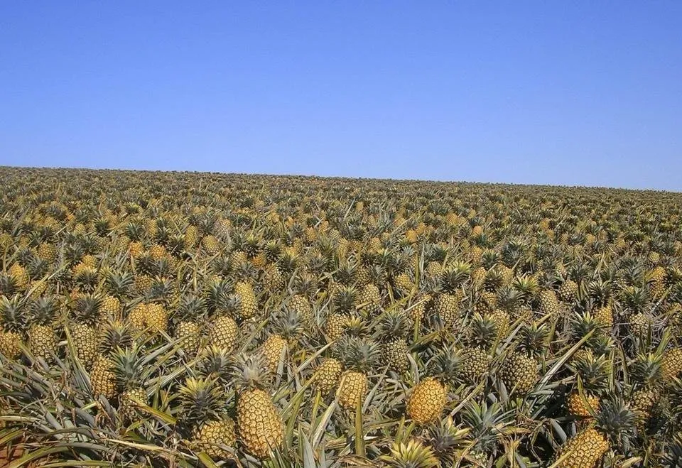 pineapple_field_ready_for_harvest.jpg