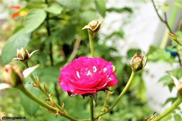 A Rose and Four Buds