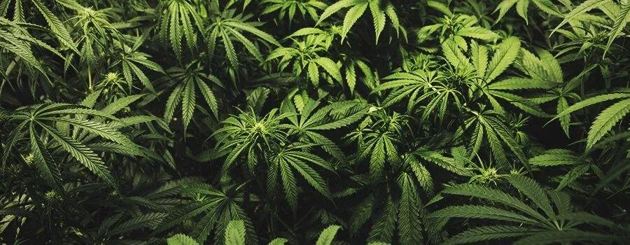 inner-young-plants.jpg