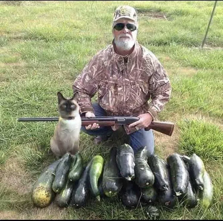 chat chasseur légume.jpg