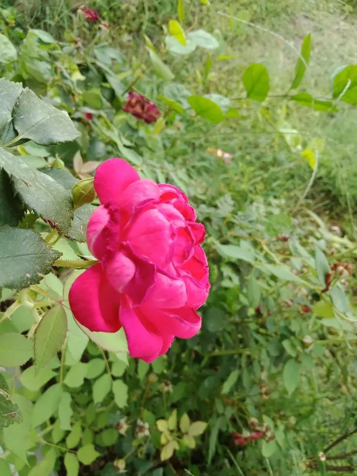 IMG20180820084641.jpg