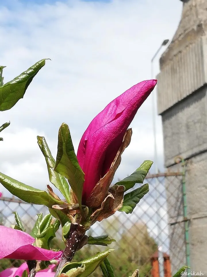 IMG_20190413_120135a.jpg