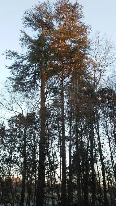 today pine.jpg