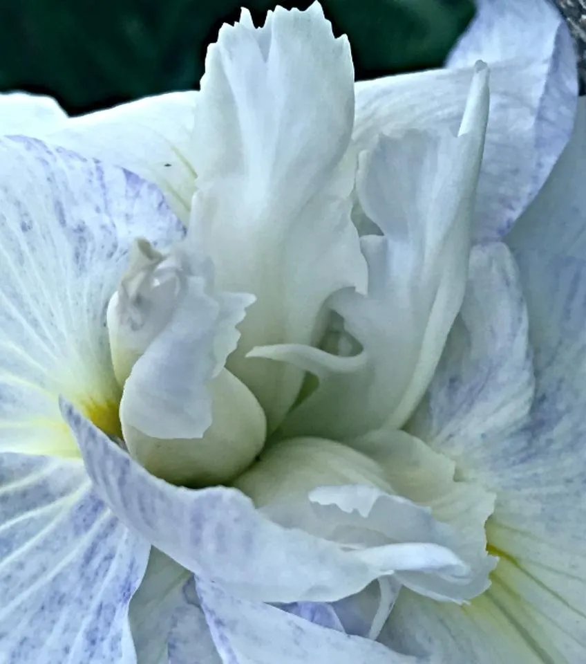 a iris 1.jpg