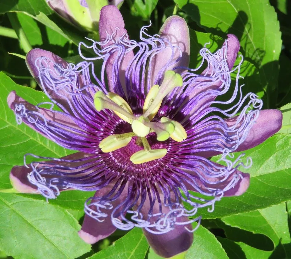 PassionFlower2.JPG